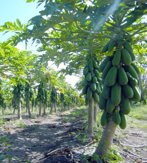 passion red fruta. Semillas y plantas de papaya de la mejor calidad. Venta y distribución. Comprar nuestras variedades exclusivas: Intenzza, Maradol Roja, Sweet Sense, Mulata, Passion Red y Siluet. Distribuidores exclusivos de Semillas del Caribe