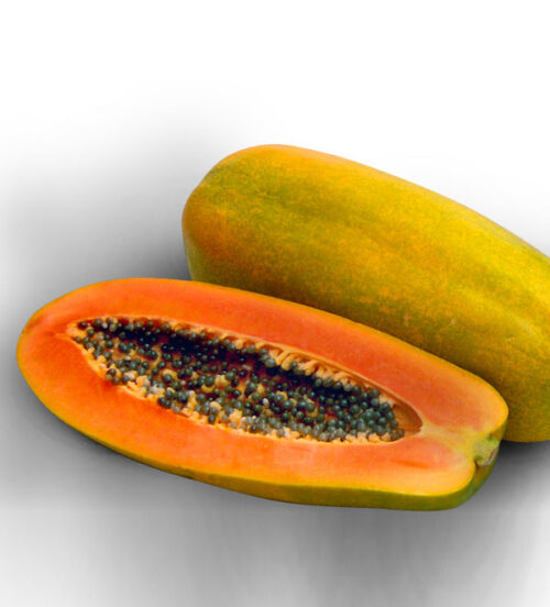 passion red fruta. Semillas y plantas de papaya de la mejor calidad. Venta y distribución. Comprar nuestras variedades exclusivas: Intenzza, Maradol Roja, Sweet Sense, Mulata, Passion Red y Siluet. Distribuidores exclusivos de Semillas del Caribe