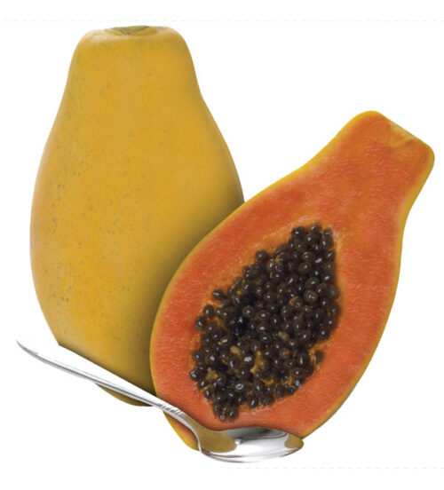 passion red fruta. Semillas y plantas de papaya de la mejor calidad. Venta y distribución. Comprar nuestras variedades exclusivas: Intenzza, Maradol Roja, Sweet Sense, Mulata, Passion Red y Siluet. Distribuidores exclusivos de Semillas del Caribe